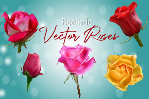 Realistic Vector Roses Clip Art Graphics and Illustrations