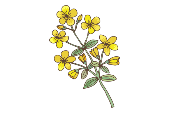 Yellow Flowers on Green Plant. St. John: A Polished Graphic for Editorial and Web Publishing